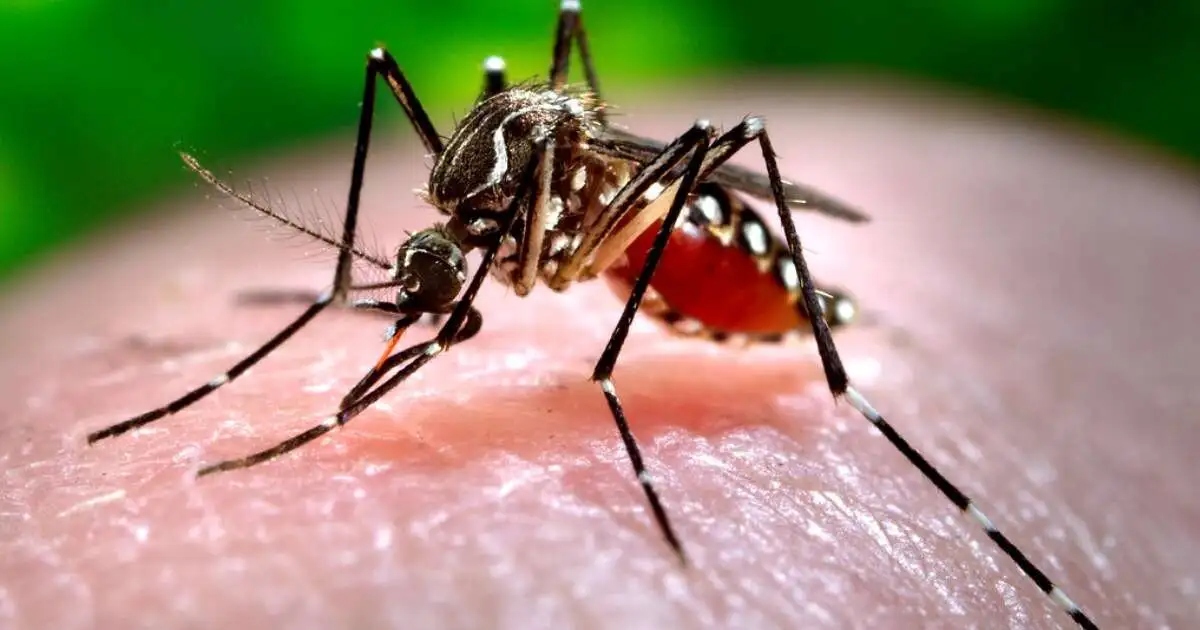 Casos de dengue en Yucatán, exciten más de 400 reportes