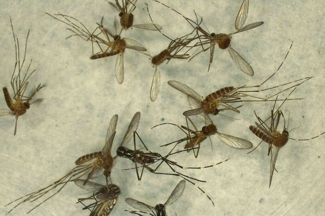 Llaman a lucha contra el Dengue: especialistas piden a la ciudadanía sumarse