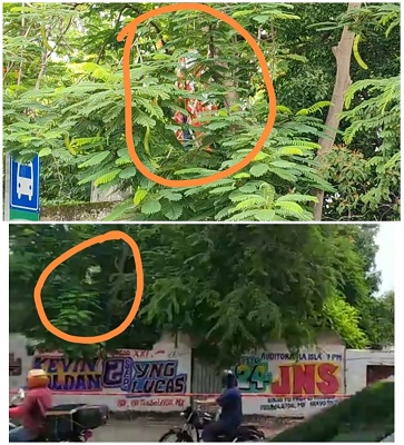 Tremendo susto se llevaron los peatones, hallan a un hombre ahorcado de un árbol en la Avenida Itzáes de Mérida.
