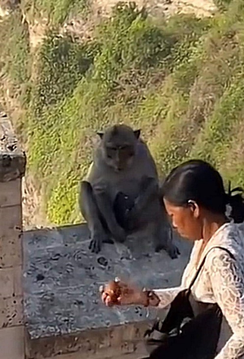 una mujer tuvo que "negociar" con un mono