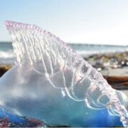 Medusa Carabela Portuguesa en Progreso la presencia de estas criaturas se atribuye a las marejadas que las acercan a la orilla