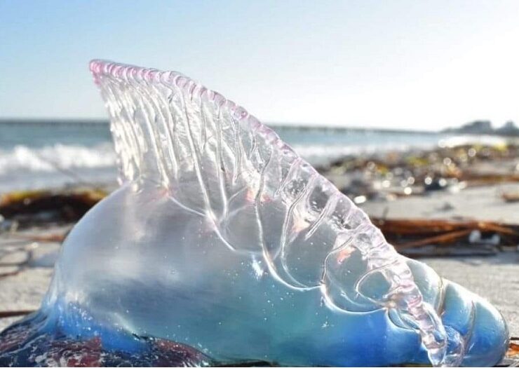 Medusa Carabela Portuguesa en Progreso la presencia de estas criaturas se atribuye a las marejadas que las acercan a la orilla