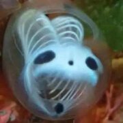 : La ascidia esqueleto de panda, oficialmente conocida como Clavelina ossipandae