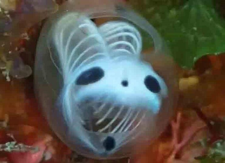 : La ascidia esqueleto de panda, oficialmente conocida como Clavelina ossipandae