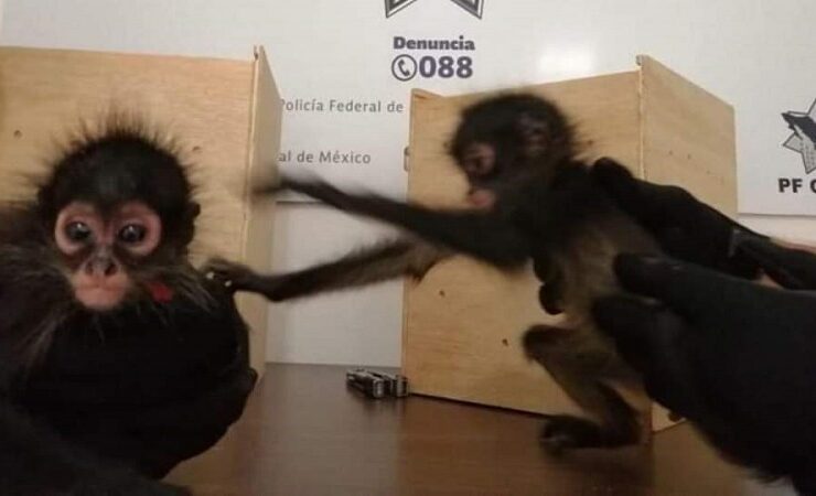 Profepa en el aeropuerto se realiza de la mano con instancias de seguridad y autoridades aeroportuarias