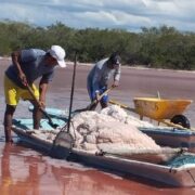 Armados con palas, ingresan a las charcas, algunas de poca profundidad, a bordo de balsas o carretas para extraer la sal