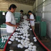 Pese a sequía y calor, no se estima incremento del precio del huevo