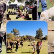 Explorando los Encantadores Parques de Mérida: Lugares Perfectos para Pasear con tu Perro