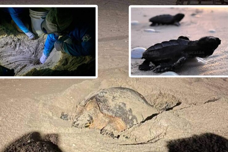 Finales de marzo se espera la temporada de anidamiento de las tortugas marinas