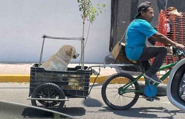 Adapta un carrito con techo para transportar a su perrito en su bicicleta