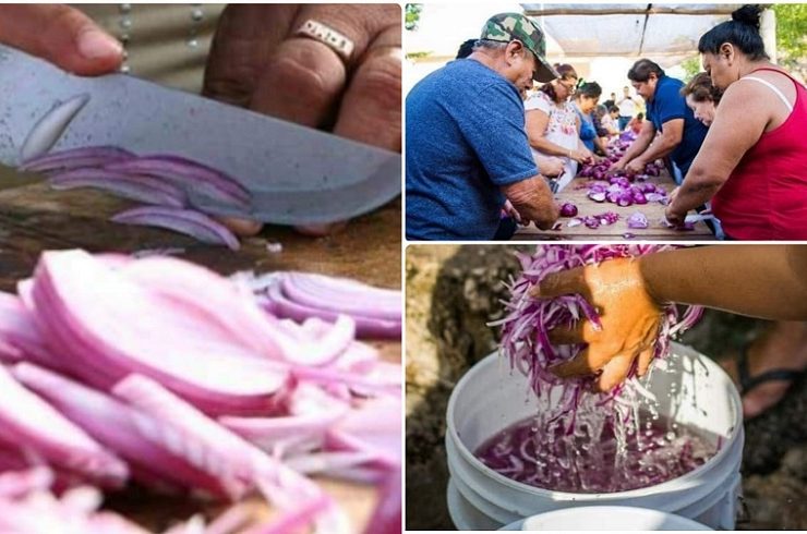 Dzan cebolla tradición yucateca de los gremios de Chumayel