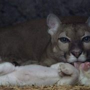 Nace un Puma Albino en el zoológico de Nicaragua