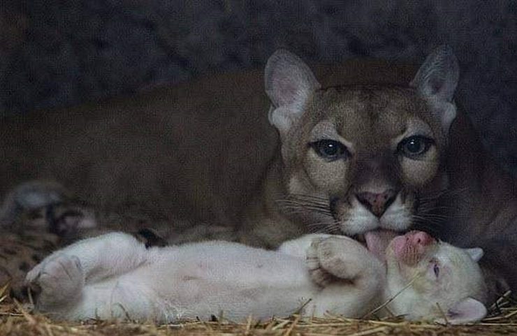 Nace un Puma Albino en el zoológico de Nicaragua