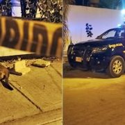 Perrita de 6 meses es asesinada con un block en Ciudad Caucel