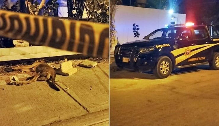 Perrita de 6 meses es asesinada con un block en Ciudad Caucel