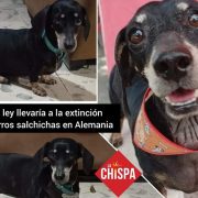 Una nueva ley en Alemania llevaría a la extinción de los perros salchichas