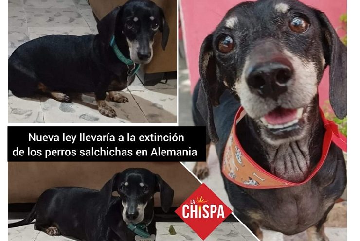 Una nueva ley en Alemania llevaría a la extinción de los perros salchichas