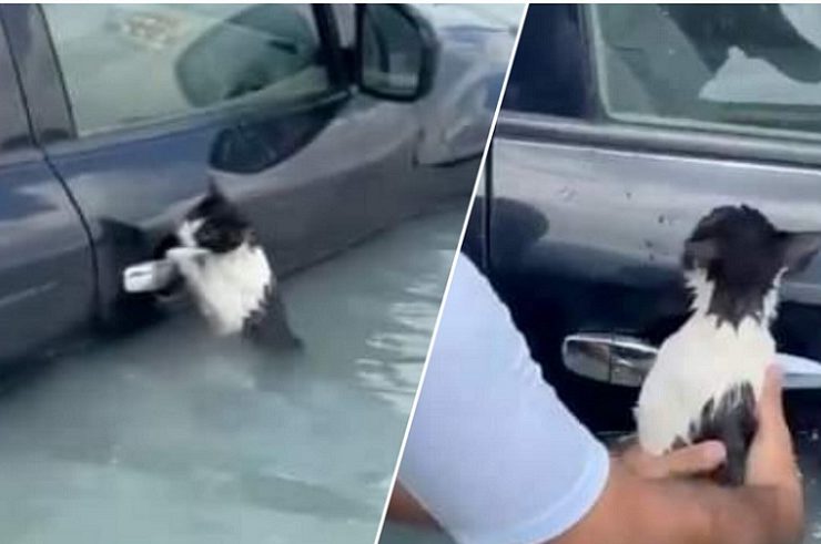 Rescatan un gatito en las fuertes lluvias que inundan Dubai