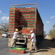 Se caen cajas con pollos en el Periférico desata acto de rapiña