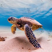 Contaminación lumínica y residuos plásticos amenazas latentes para las tortugas marinas