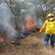 Aún siguen activos los incendios forestales de Tekax: Procivy