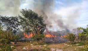 El titular de la Coordinación Estatal de Protección Civil de Yucatán (Procivy), Enrique Alcocer Basto, informó que los dos incendios forestales en Tekax aún no han sido extinguidos.