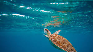 La contaminación lumínica, también existe en el mar, y esto está siendo una amenaza para las tortugas marinas de las costas yucatecas. 