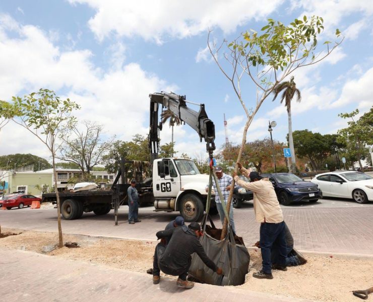Continúa la plantación de maculís en el Corredor Turístico y Gastronómico