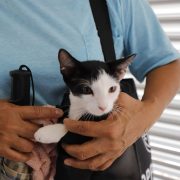 Ruz Castro recordó que con estas acciones el Ayuntamiento de Mérida está reafirmando su compromiso con el bienestar animal y busca dignificar a los que no tienen voz.