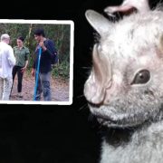 En Cozumel registran nueva especie de Murciélago Ojón Peludo