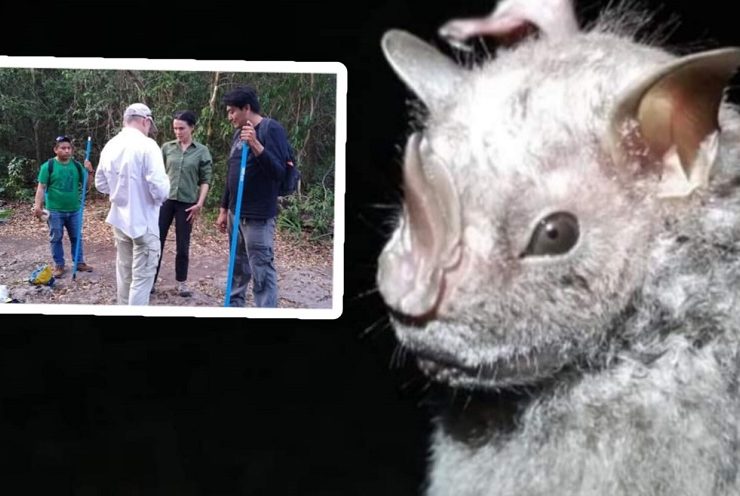 En Cozumel registran nueva especie de Murciélago Ojón Peludo
