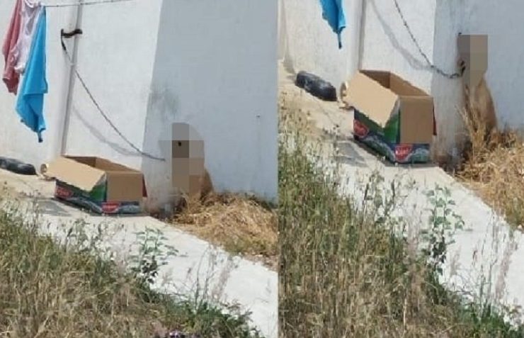 Imputan a mujer que dejó morir a su perrito amarrado en el sol