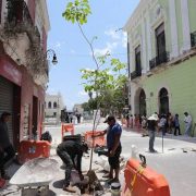 Más árboles en el Corredor Turístico y Gastronómico del Centro Histórico