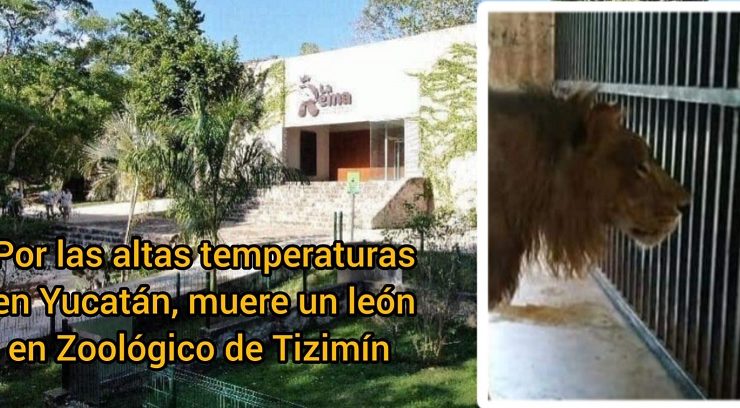 Muere león por tanto calor en el zoológico “La Reina” en Tizimín