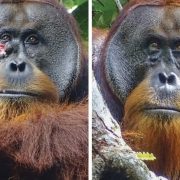 Acción que intriga a científicos: Orangután usa una planta para curar su herida