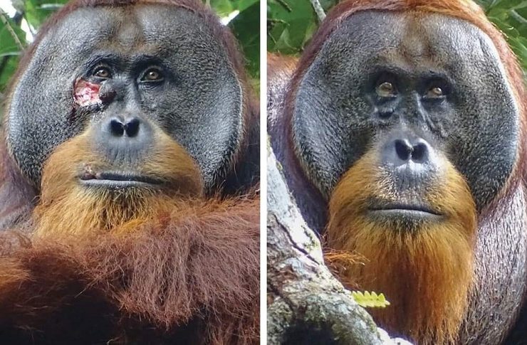Acción que intriga a científicos: Orangután usa una planta para curar su herida