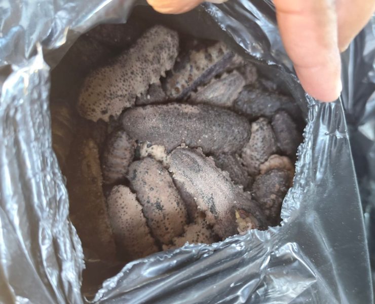 Agentes de la corporación estatal cumplían con su cotidiana revisión de vigilancia, cuando en un auto Optra marca Chevrolet con placas ZCW-815-D, que transitaba sobre el cuerpo exterior del Periférico de esta ciudad, fue inspeccionado y en su interior se encontró dicho cargamento de la especie protegida.