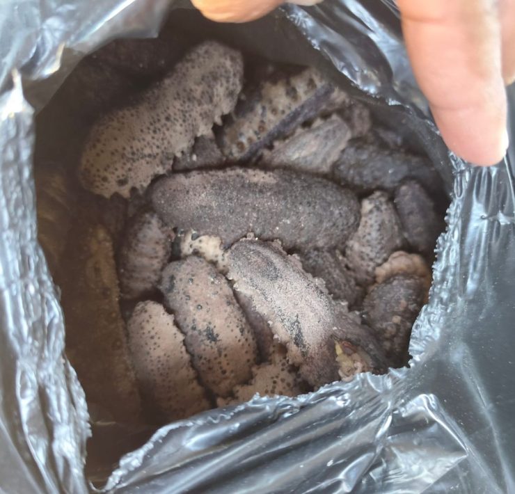 Agentes de la corporación estatal cumplían con su cotidiana revisión de vigilancia, cuando en un auto Optra marca Chevrolet con placas ZCW-815-D, que transitaba sobre el cuerpo exterior del Periférico de esta ciudad, fue inspeccionado y en su interior se encontró dicho cargamento de la especie protegida.