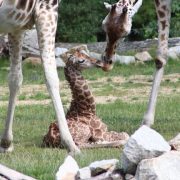 Nace una jirafa de una especie en riesgo