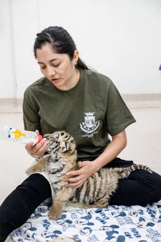 Cachorro de tigre de bengala es salvado del mercado negro 