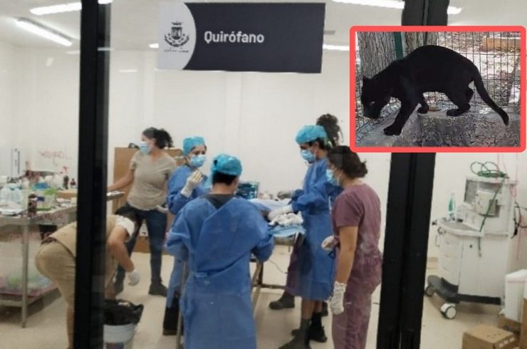 Profepa Rescata Jaguar Amputado por Mala Atención en Zoológico de Tizimín