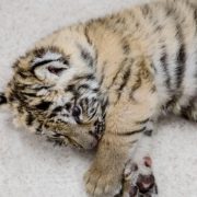 Cachorro de tigre de bengala es salvado del mercado negro