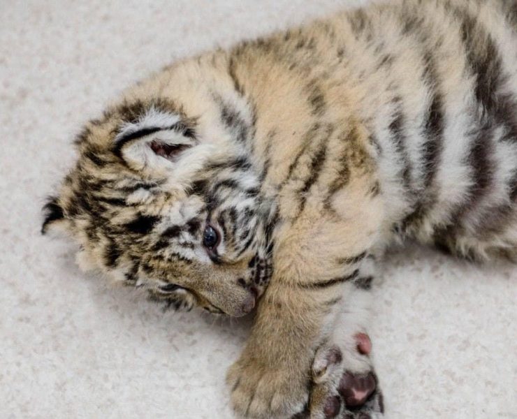 Cachorro de tigre de bengala es salvado del mercado negro