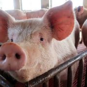 Impulsar más la producción porcícola para seguir en la competitividad mundial, SADER