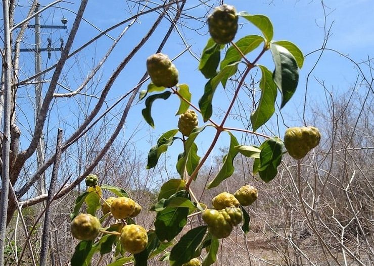 GOLPEA FUERTE LA SEQUÍA EN EL CONO SUR YUCATECO 