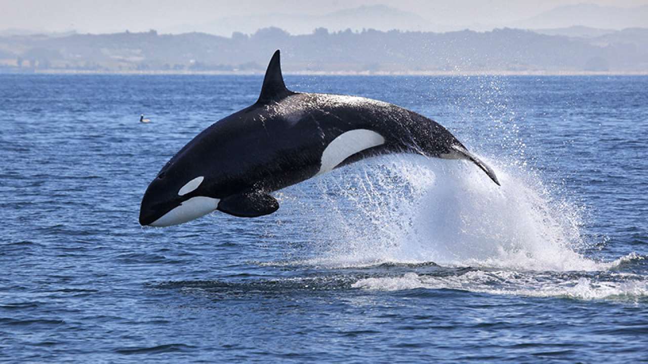 Descubren una nueva especie de Orca