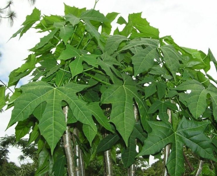 La Chaya: Una planta que debes pedir permiso para cosechar