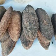 ¿Conoces el Peine de la Xtabay? Es un bejuco que hace crecer el cabello