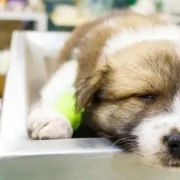 Esta enfermedad se propaga, principalmente a través del contacto directo con las heces de un animal infectado.