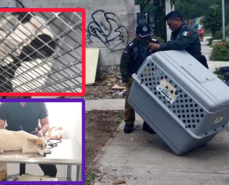 Rescatan dos perros en Dzoyolá la Policía Ecológica de Kanasín